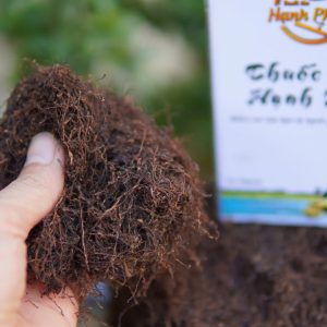 Thuốc lào Thanh Hóa