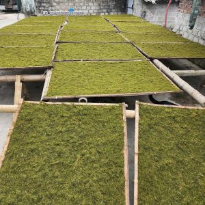 thuốc lào thanh hóa