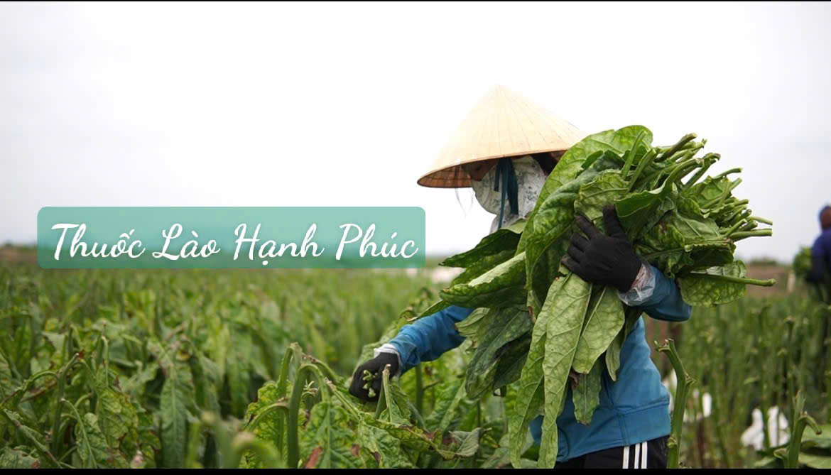 thuốc lào quảng xương