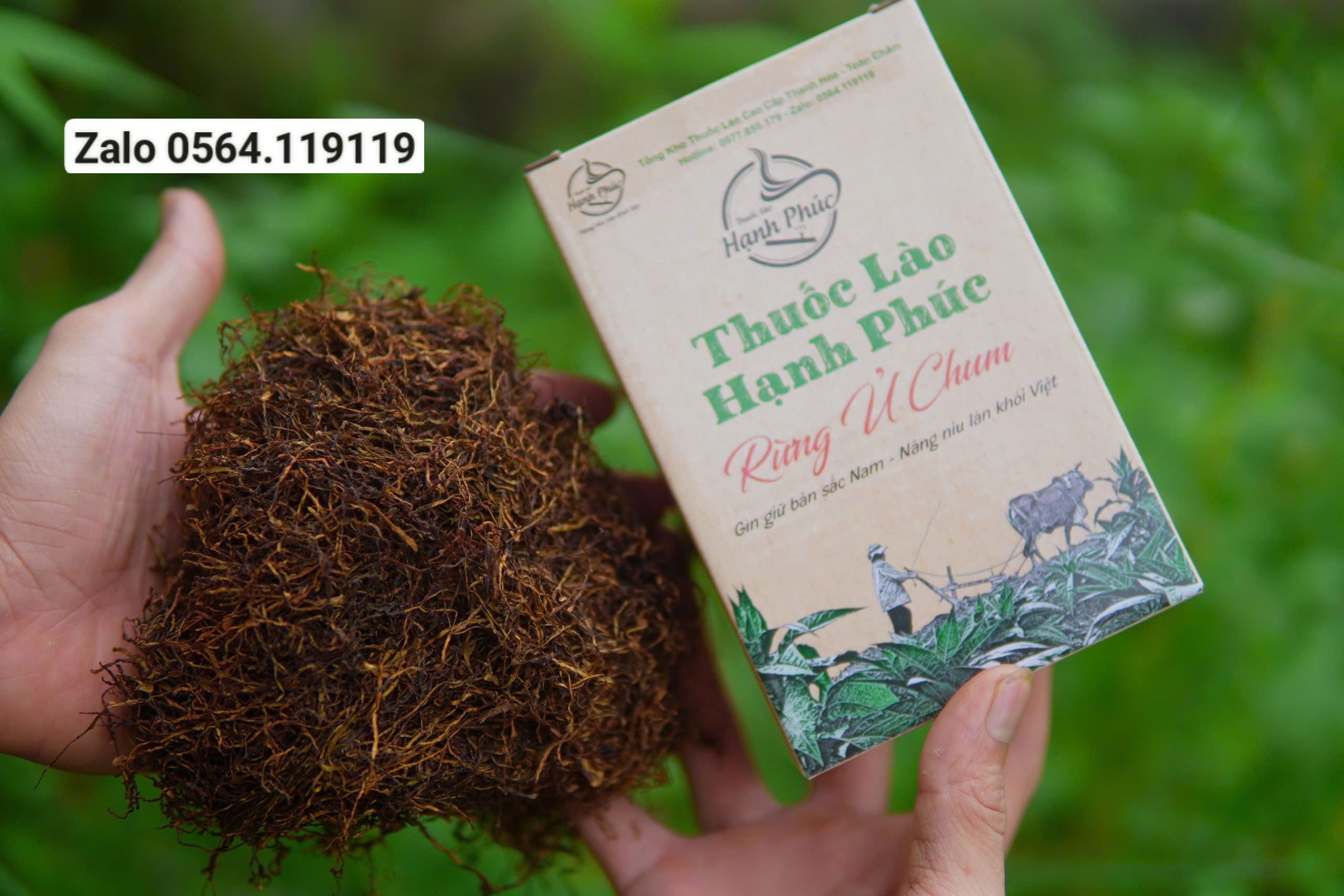 thuốc lào gò vấp