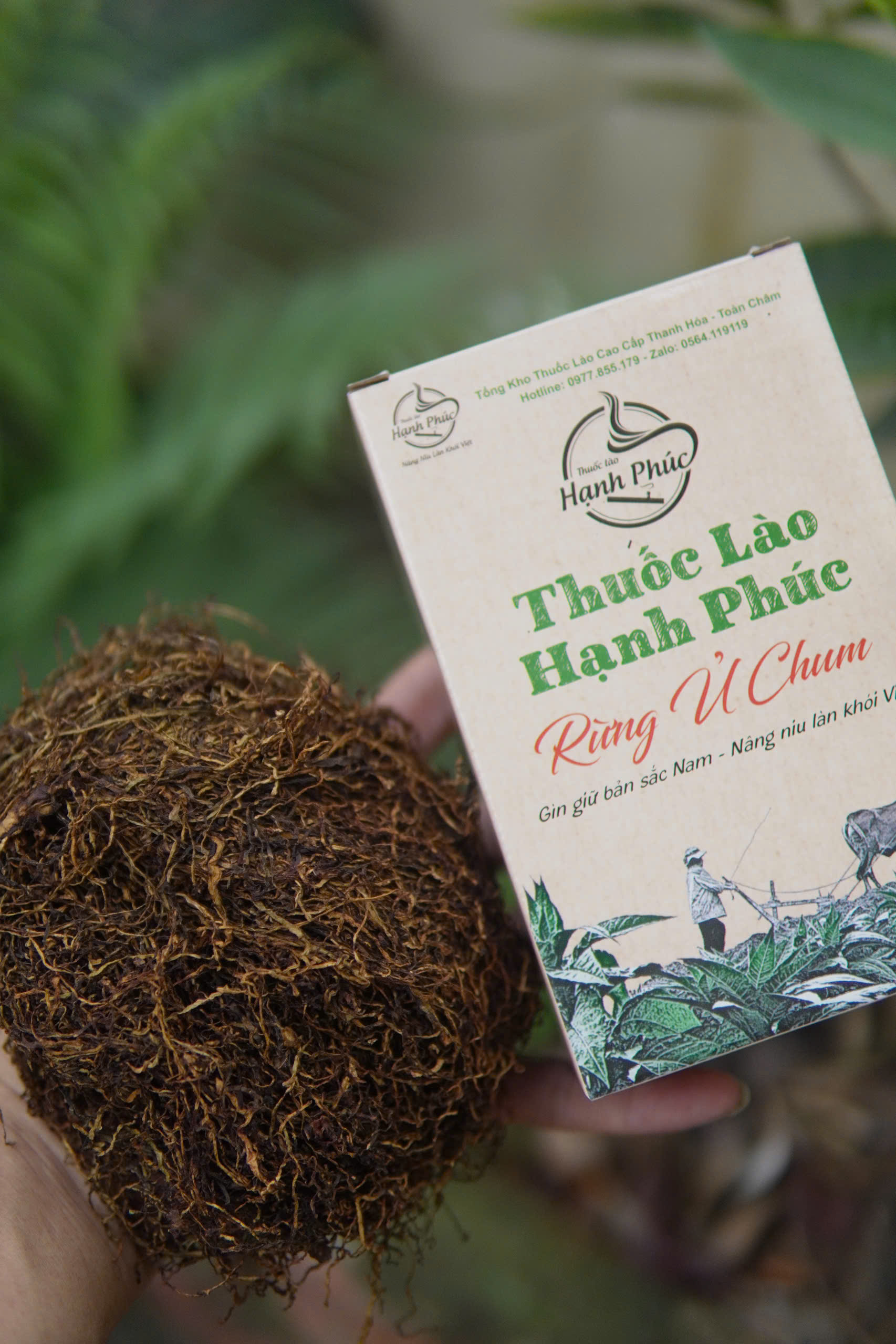 thuốc lào gò vấp