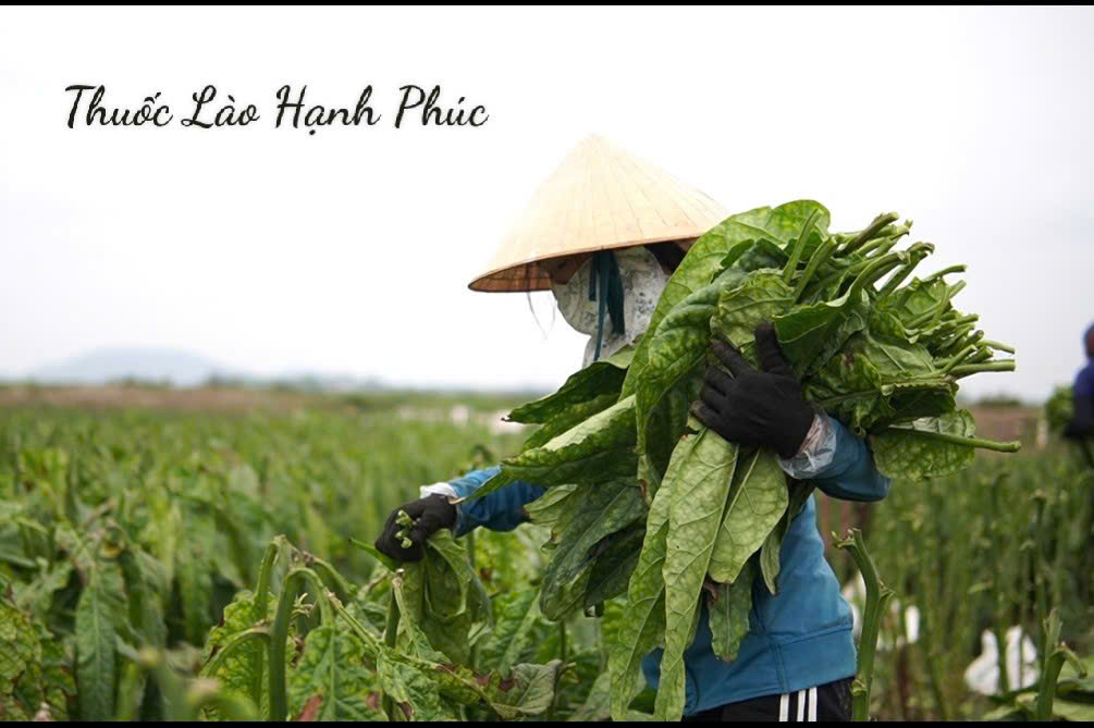 thuoc lao thanh hóa hanh phuc