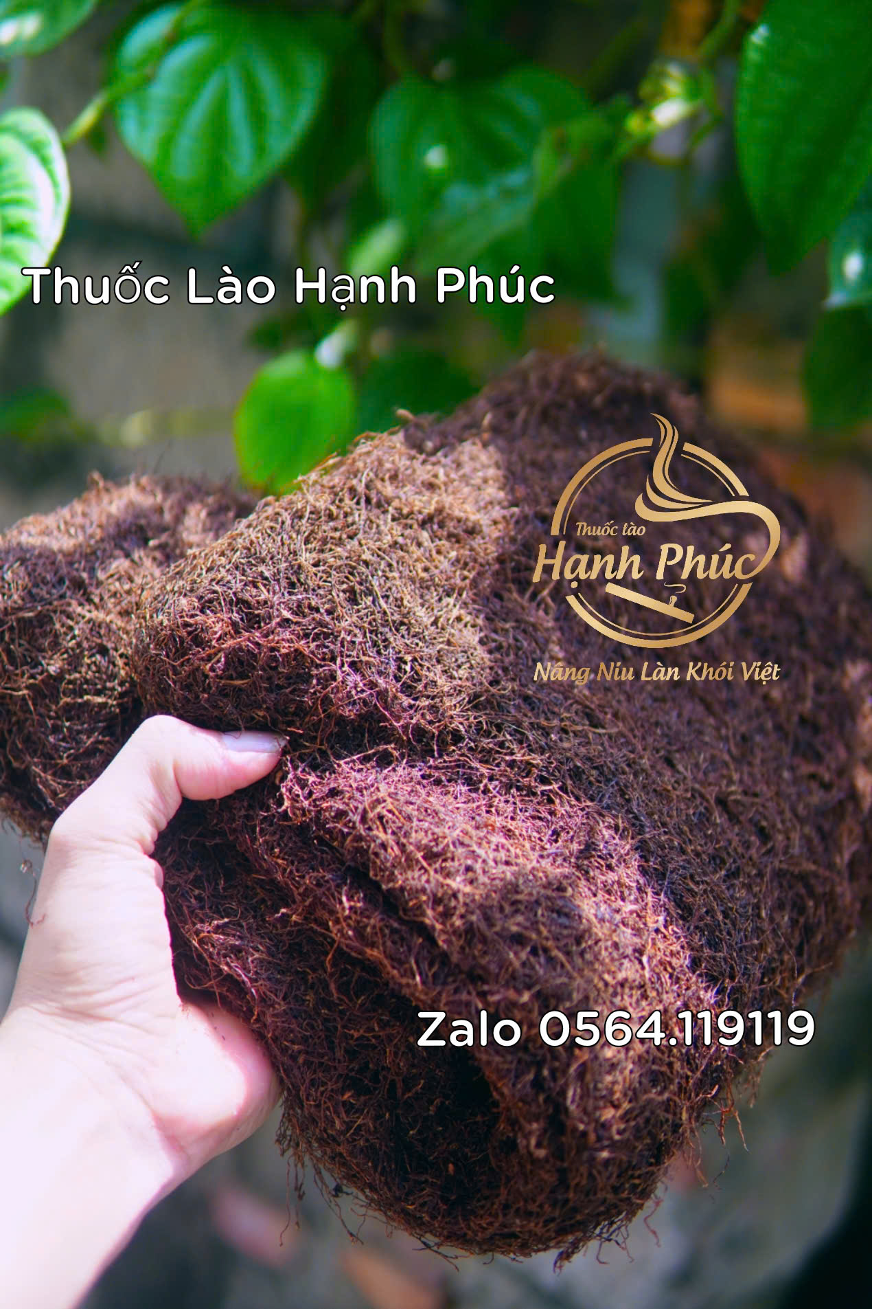 thuốc lào ngon thanh hóa