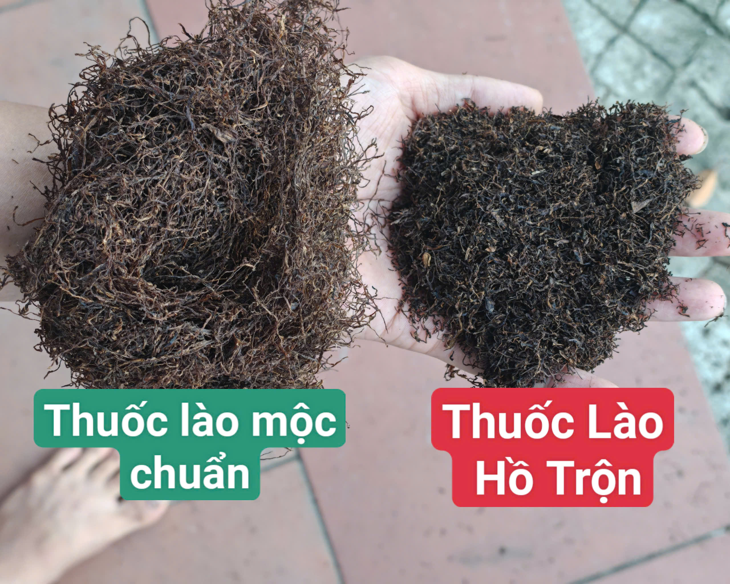 cách phân biệt thuốc lào chuẩn thanh hóa xịn mộc và thuốc lào pha tẩm trộn hồ